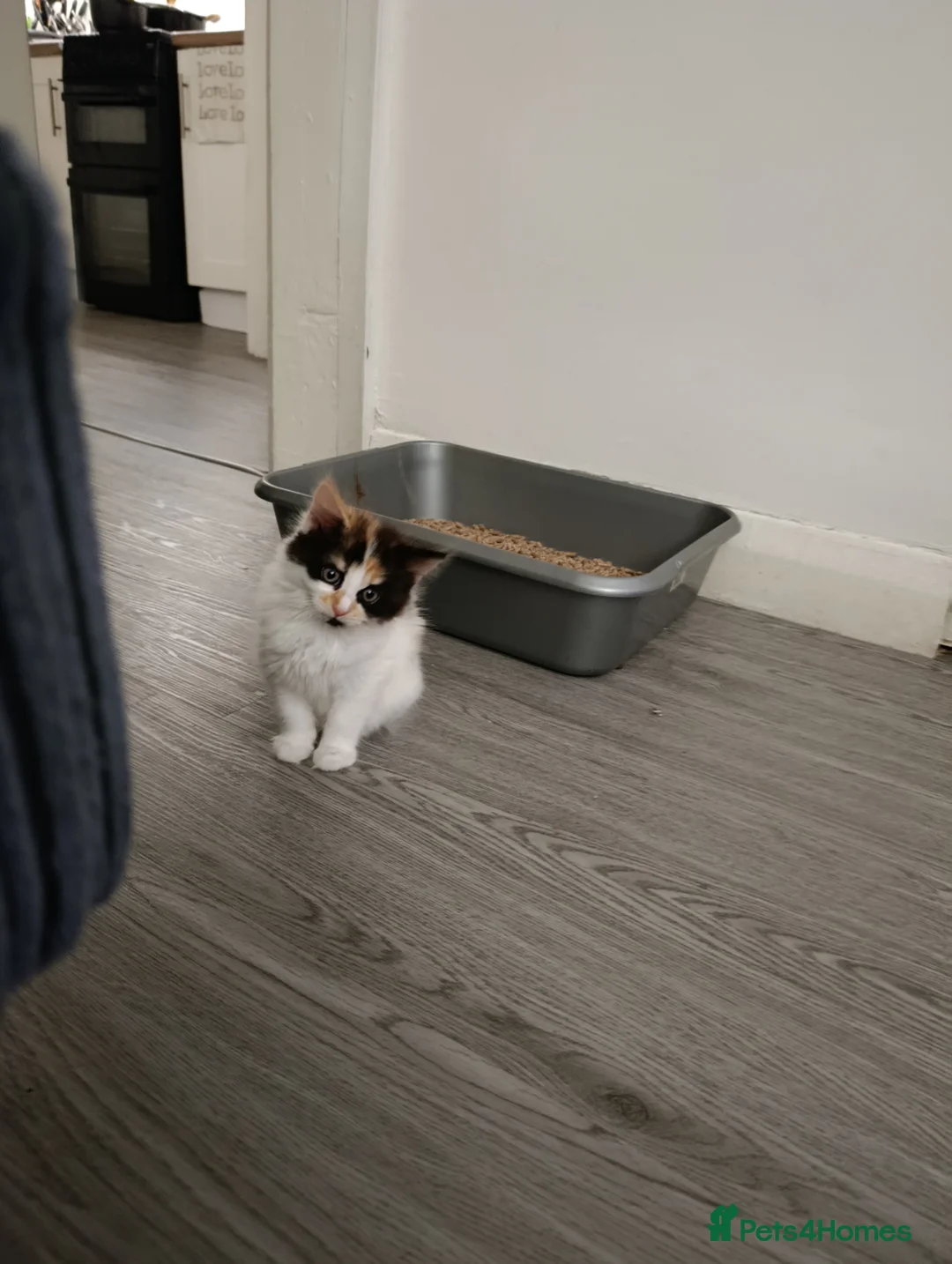 Mixed Breed cats for sale: Mini covs :D - Advert 12