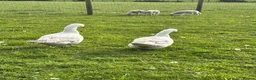 Geese poultry for sale: Breeding pair emden geese - Advert 2