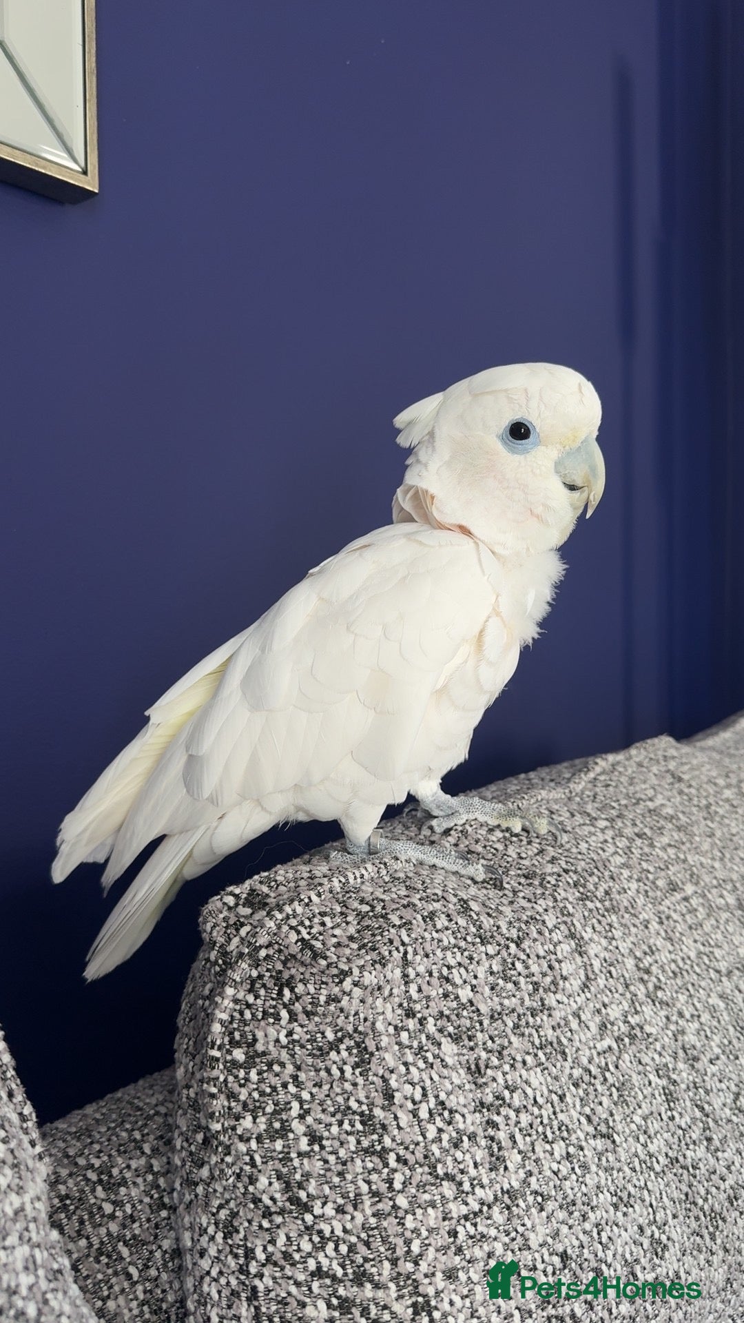 Cockatoo birds Ducorps’s Cockatoo (Solomon Corella)  - Advert 1