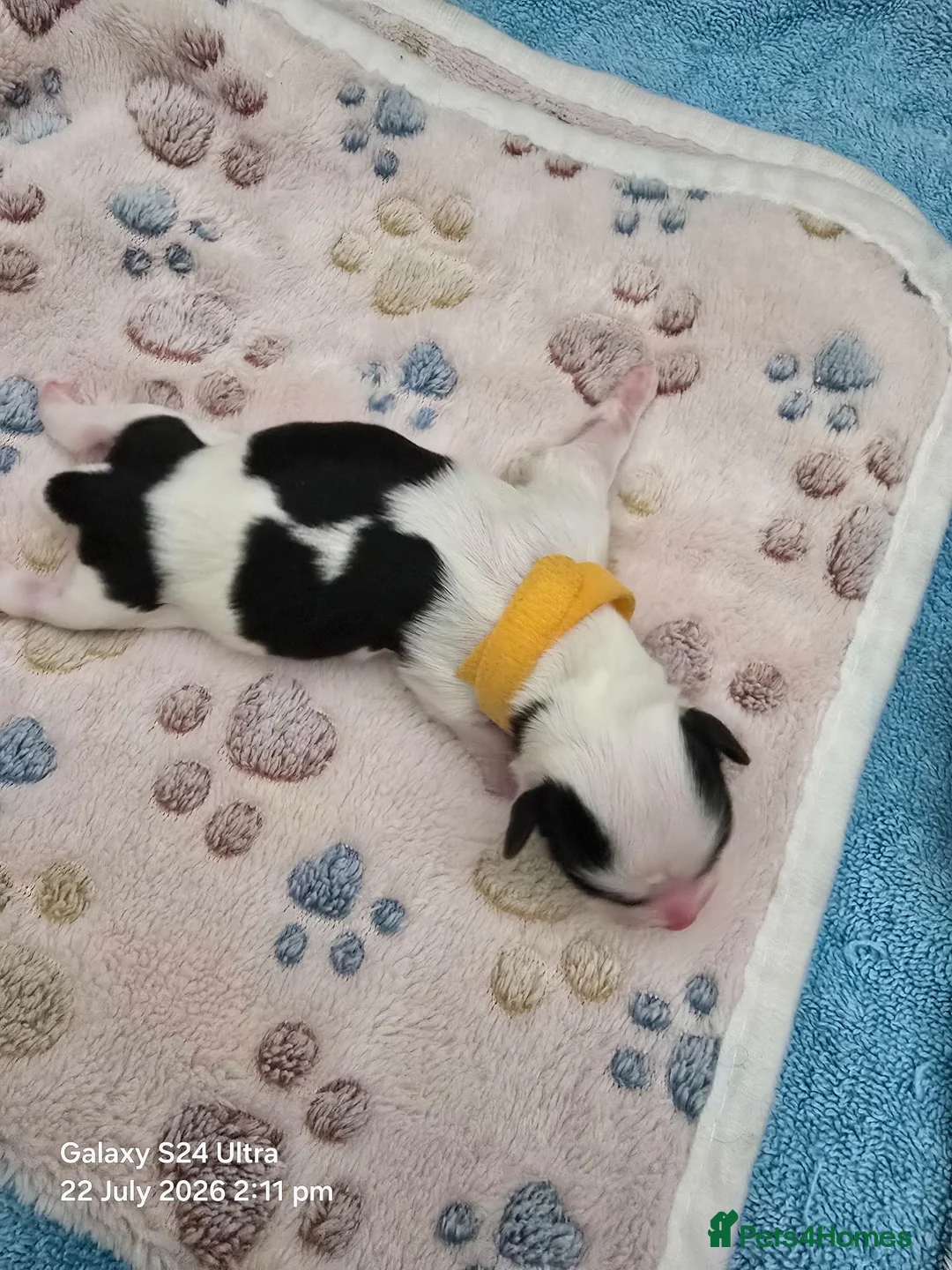 Lhasa Apso dogs for sale: KC REG LHASA APSO PUPS  - Advert 8