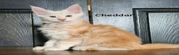 Maine Coon cats for sale: ✨ TICA Registered Maine Coon Kittens ✨ - Advert 14