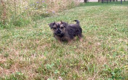 Mixed Breed dogs for sale: Border x Yorkshire Terrier puppies - Image 9