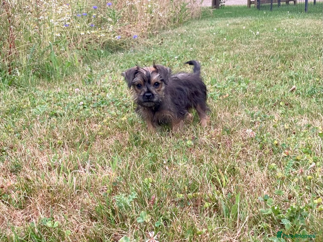 Mixed Breed dogs for sale: Border x Yorkshire Terrier puppies - Image 9
