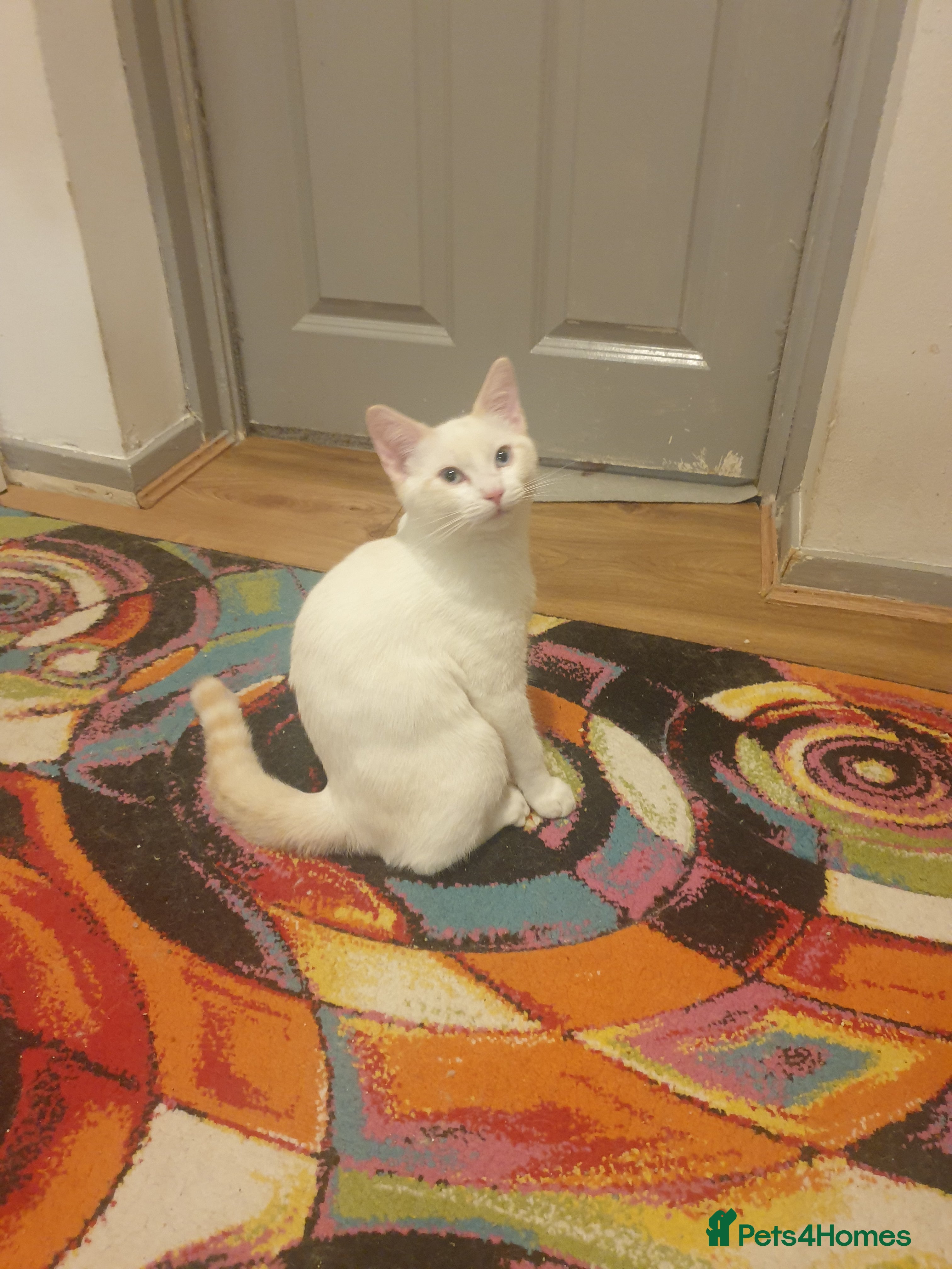 Siamese cats Flame point siamese  - Advert 4