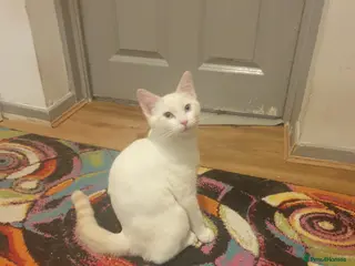 Siamese cats Flame point siamese - Advert 4