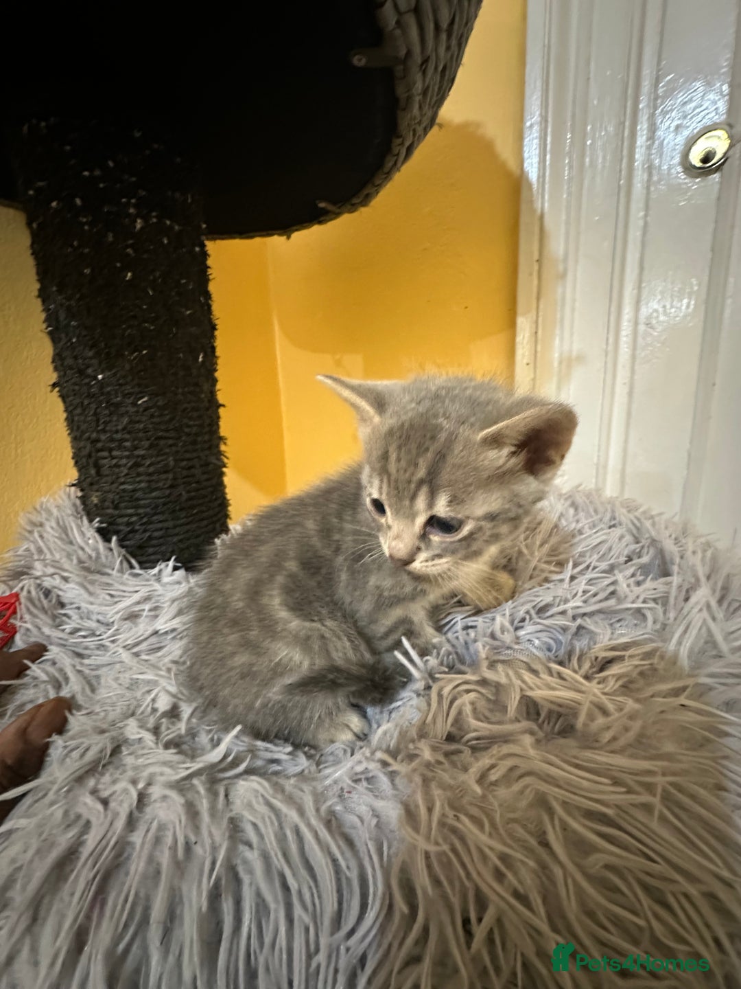 Bengal cats for sale: Stunning GCCF Registered Bengal Kittens  - Advert 7