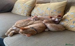 Mixed Breed cats for sale: Bengal x Spyhnx kittens  - Image 7