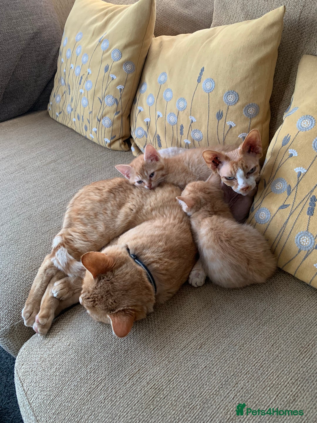 Mixed Breed cats for sale: Bengal x Spyhnx kittens  - Image 7