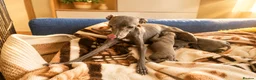 Italian Greyhound dogs for sale: 1 BOY LEFT Italian Greyhound Puppies - Advert 5