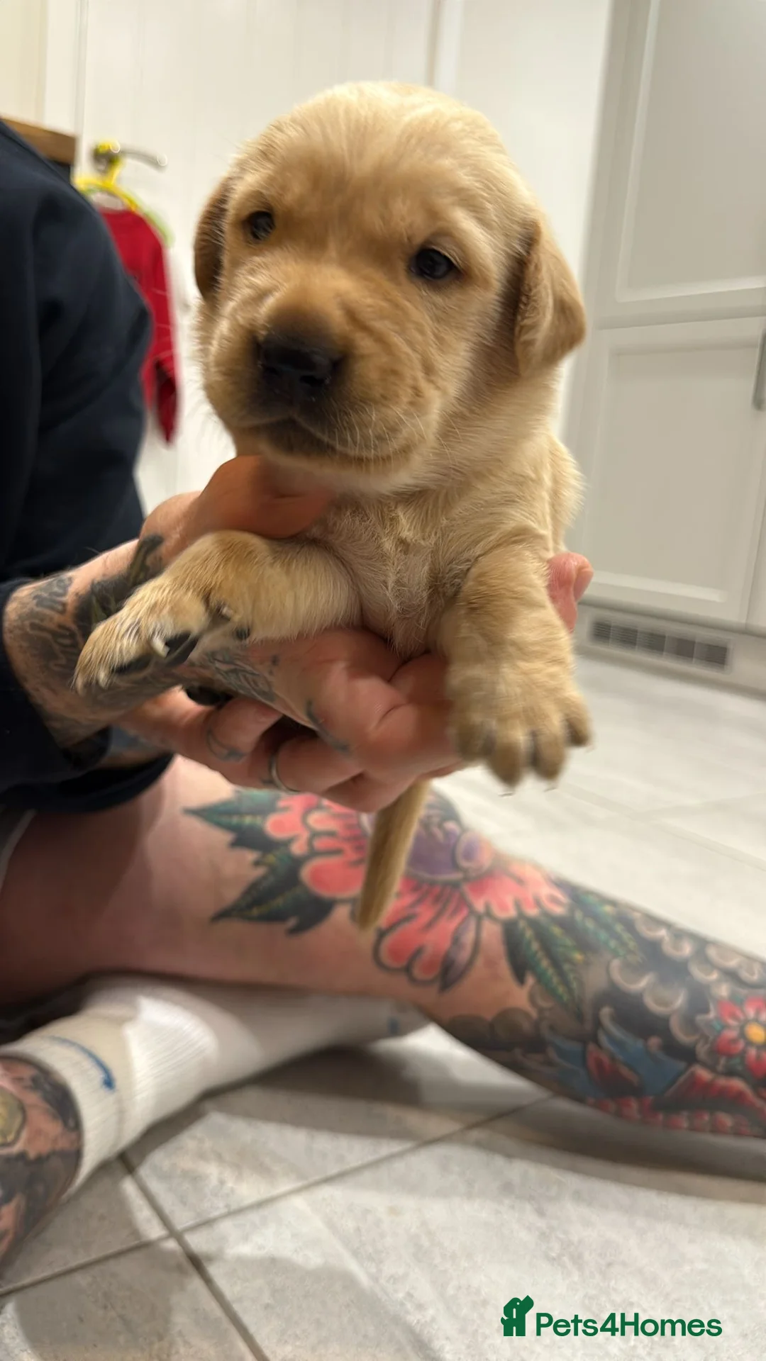 Goldador dogs for sale: Exceptional Goldadoor puppies! - Advert 20