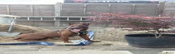 Mixed Breed dogs for sale: Malinois x Chinese Red Dog puppy in Kettering - Advert 5