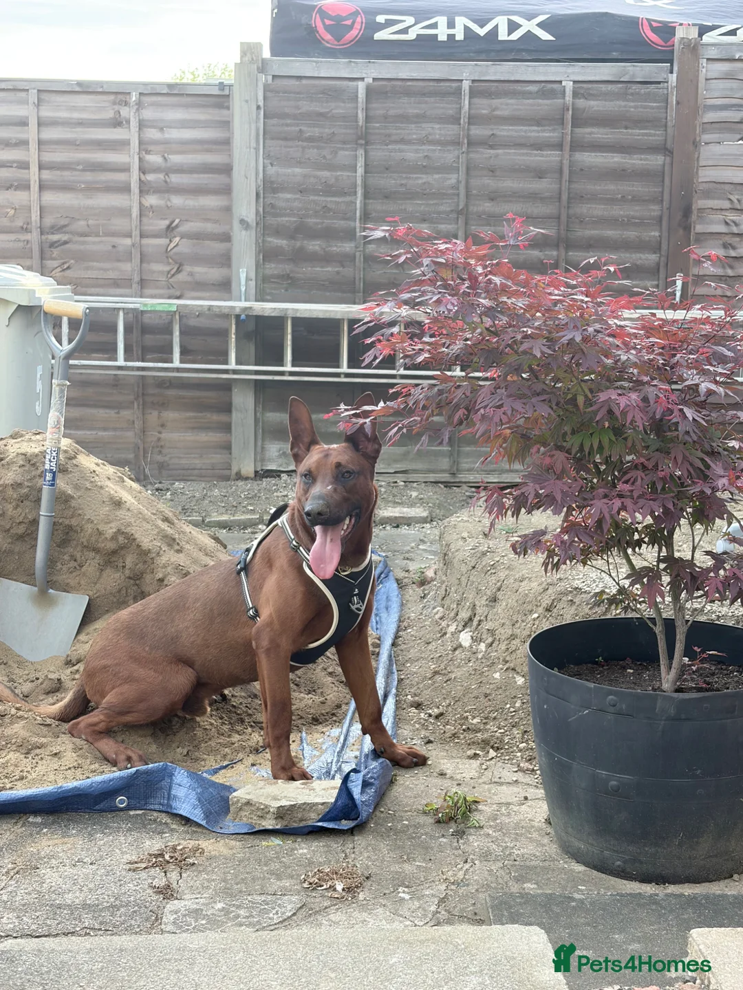 Mixed Breed dogs for sale: Malinois x Chinese Red Dog puppy in Kettering - Advert 5