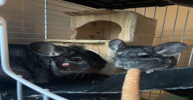 Chinchilla rodents - Advert 3