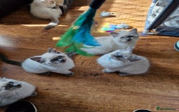 Ragdoll cats for sale: Beautiful Ragdoll Kittens in Wallasey - Image 16