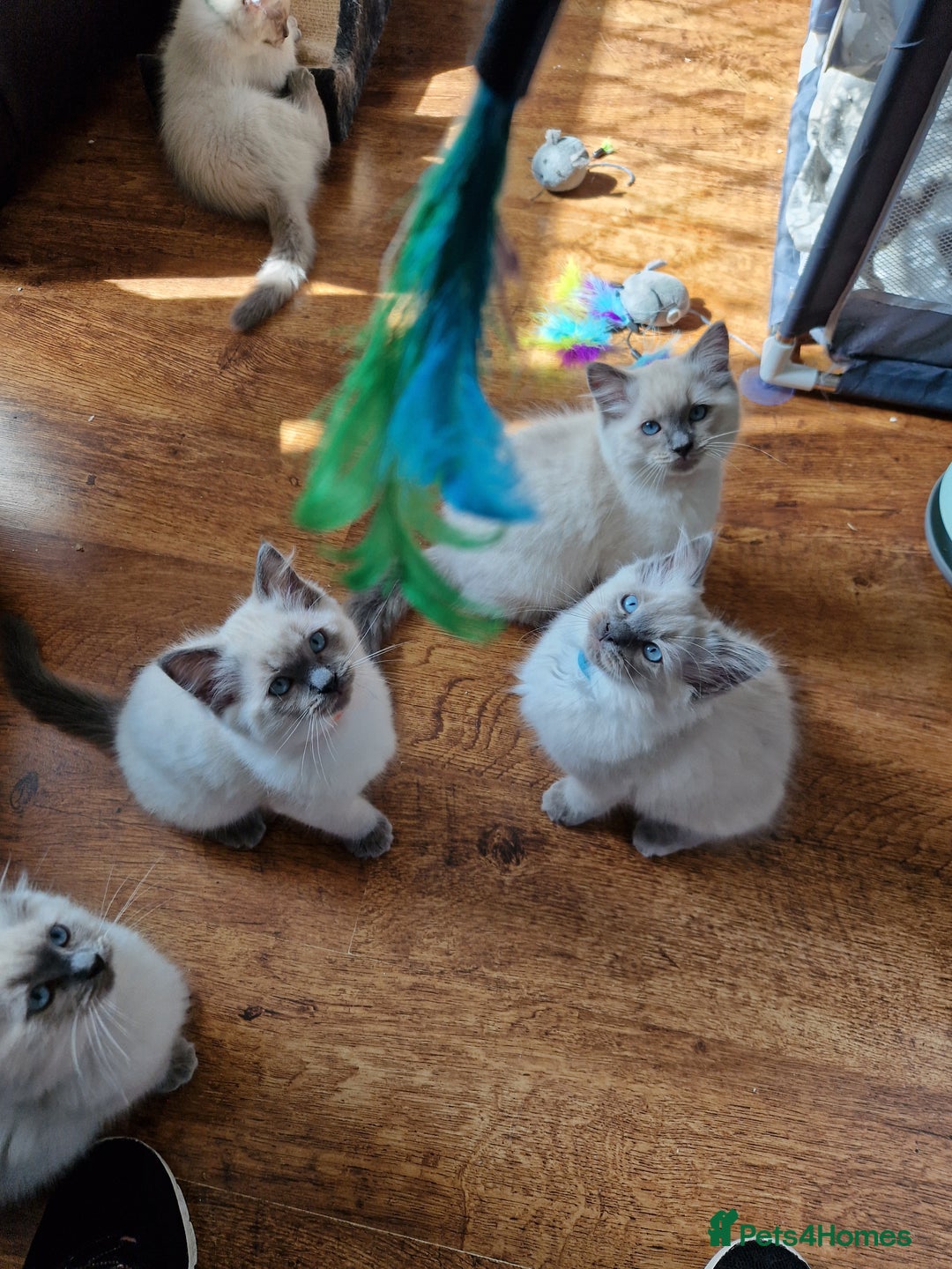 Ragdoll cats for sale: Beautiful Ragdoll Kittens in Wallasey - Image 16