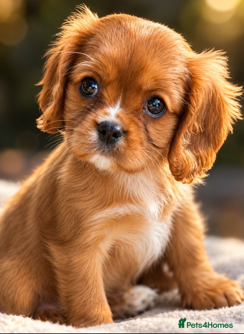 Cavalier King Charles Spaniel dogs Beautiful ruby kc cavaliers health tested parents  - Advert 1