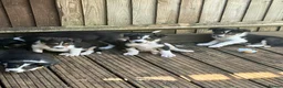 Border Collie dogs for sale: Boarder collie  - Advert 5