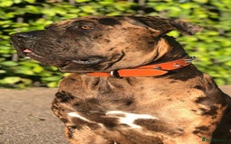 Mixed Breed dogs for sale: Cane corso x mastiff mix  - Image 3