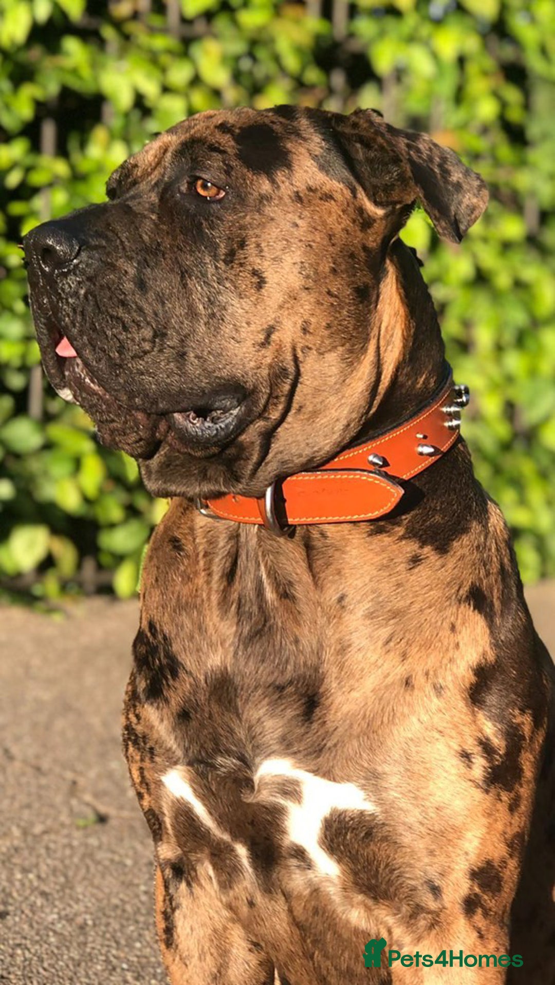Mixed Breed dogs for sale: Cane corso x mastiff mix  - Image 3