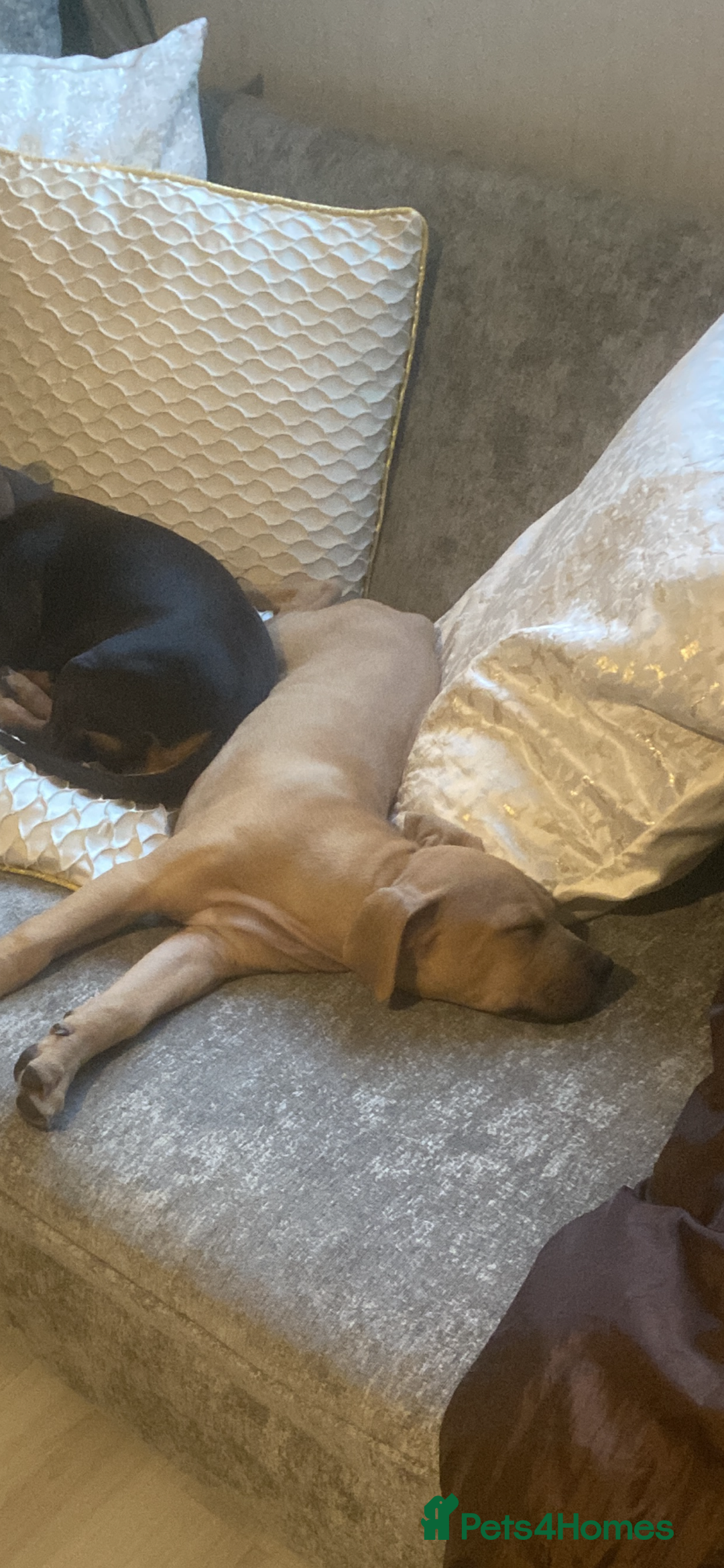 Mixed Breed dogs for sale: American Staff terrier/English Staff terrier - Image 4