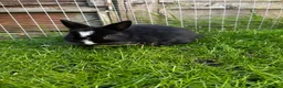 Netherland Dwarf rabbits for sale: Neverland dwarf  - Advert 8