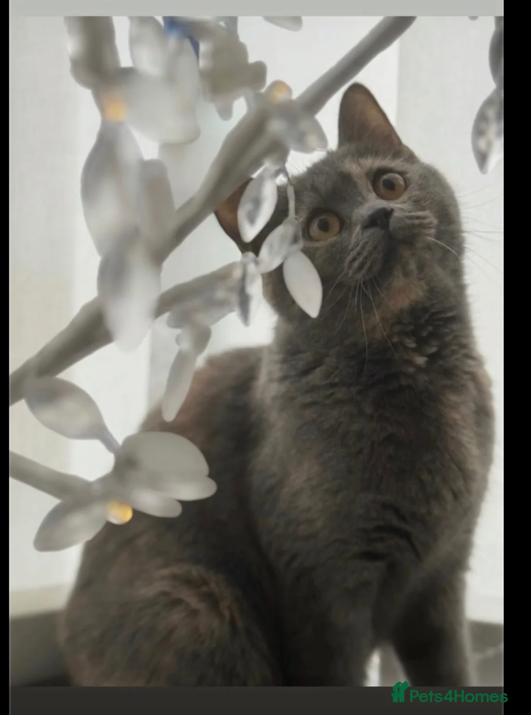 British Shorthair cats for sale: 🤎 Beautiful Biscuit-Coloured British Shorthair  - Advert 1