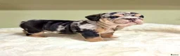 English Bulldog dogs for sale: Merle English Bulldog  in Wigan - Advert 7