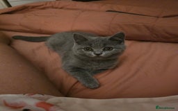 British Shorthair cats for sale: British shorthair  - Image 31