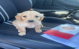 Golden Retriever dogs for sale: Golden Retriever  - Image 1