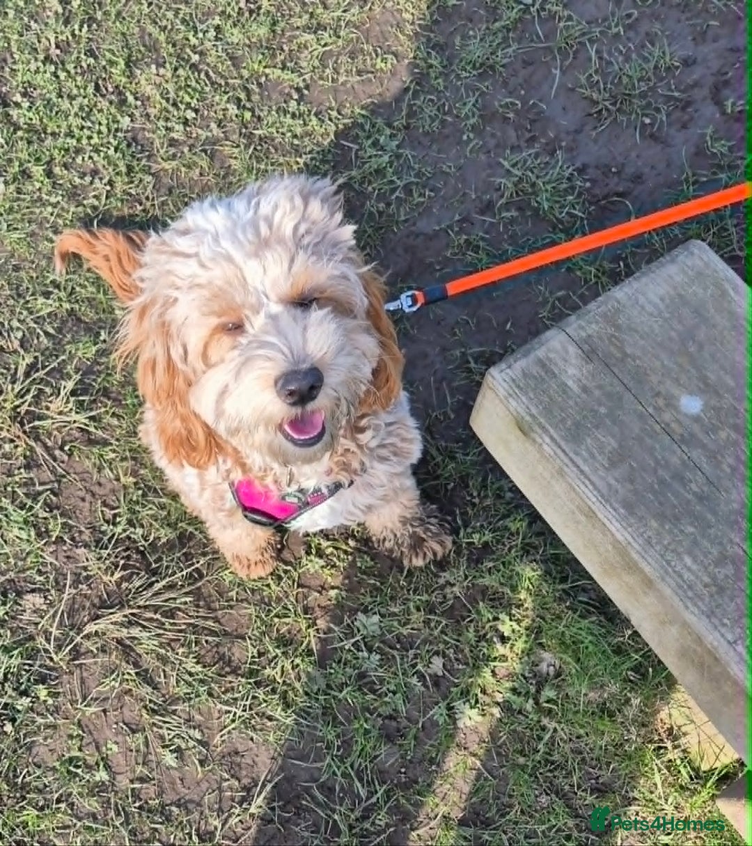 Cockapoo dogs for sale: Cockapoo - Advert 5