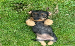 Dachshund dogs for sale: Beautiful KC registered wire haired Dachshunds in Bridgnorth - Image 23