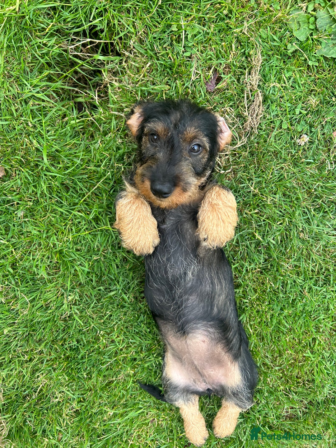 Dachshund dogs for sale: Beautiful KC registered wire haired Dachshunds in Bridgnorth - Image 23