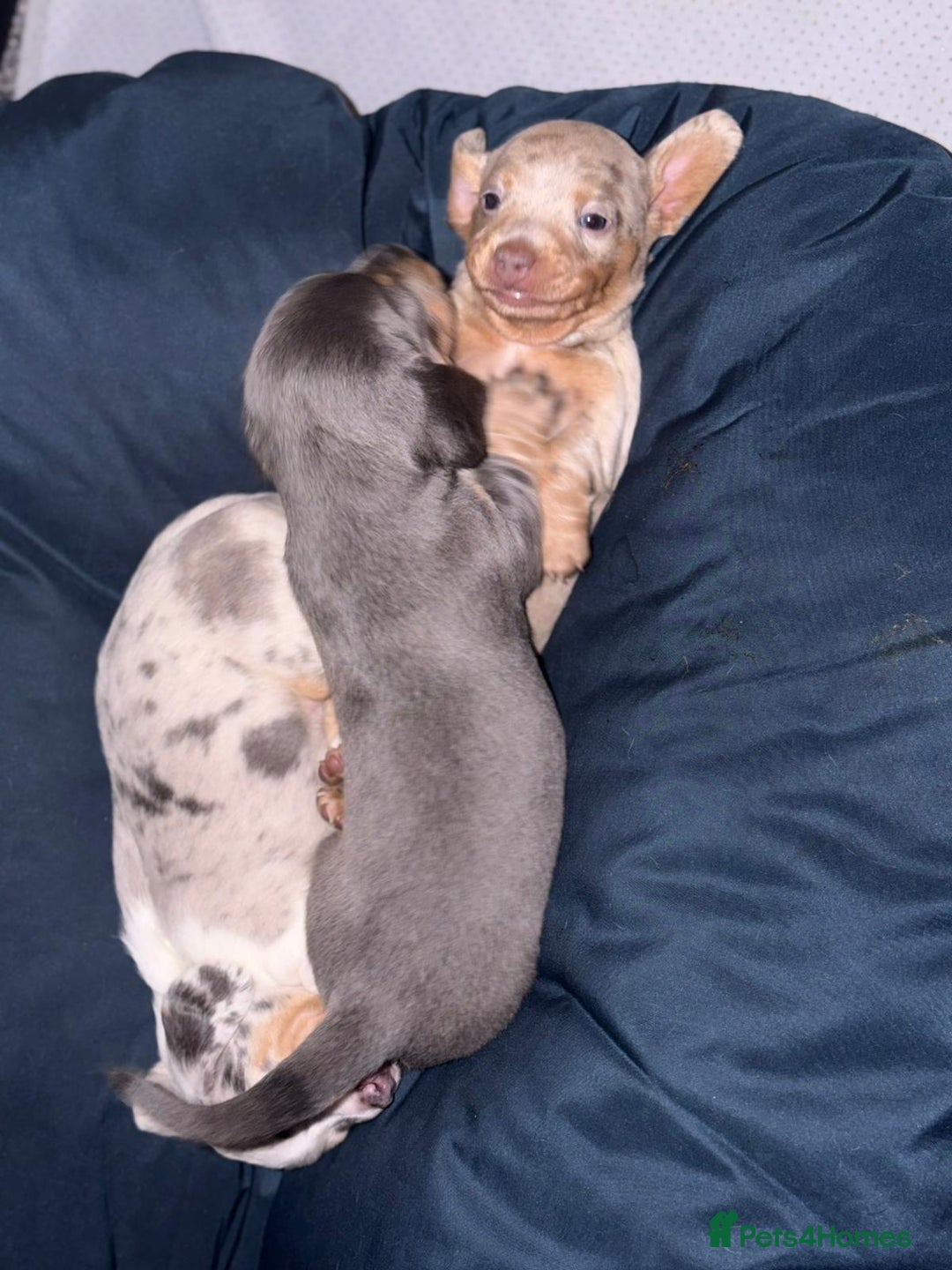 Miniature Dachshund dogs for sale: Beautiful Miniature dachshund pups  - Advert 17