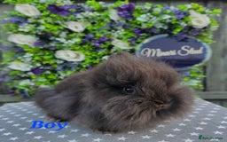 Lionhead rabbits for sale: Purebred Lionhead babies available  - Image 2