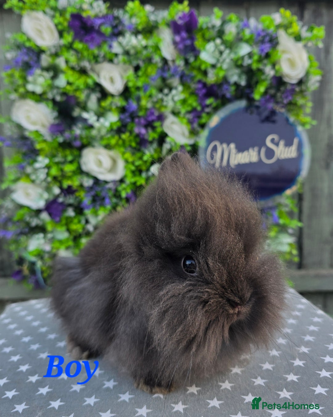 Lionhead rabbits for sale: Purebred Lionhead babies available  - Image 2