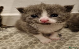 Mixed Breed cats for sale: Beautiful grey/tabby female kittens  - Advert 2