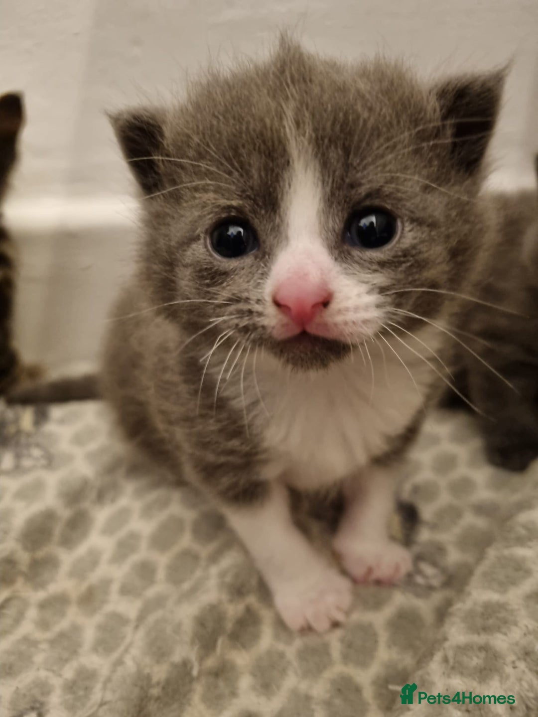 Mixed Breed cats for sale: Beautiful grey/tabby female kittens  - Advert 2