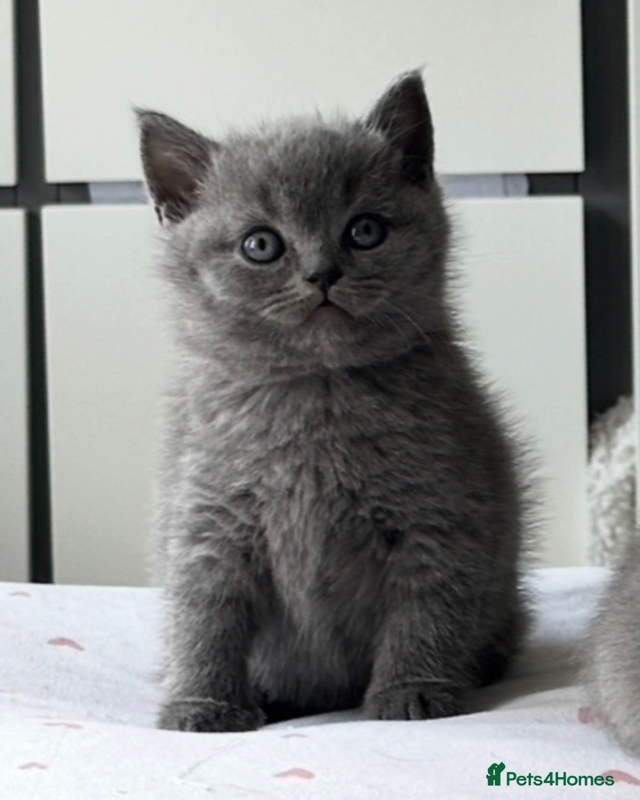 British Shorthair cats British shorthair kittens  - Advert 1