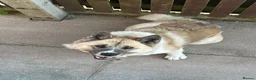 Akita dogs for sale: Female Akita  - Advert 1