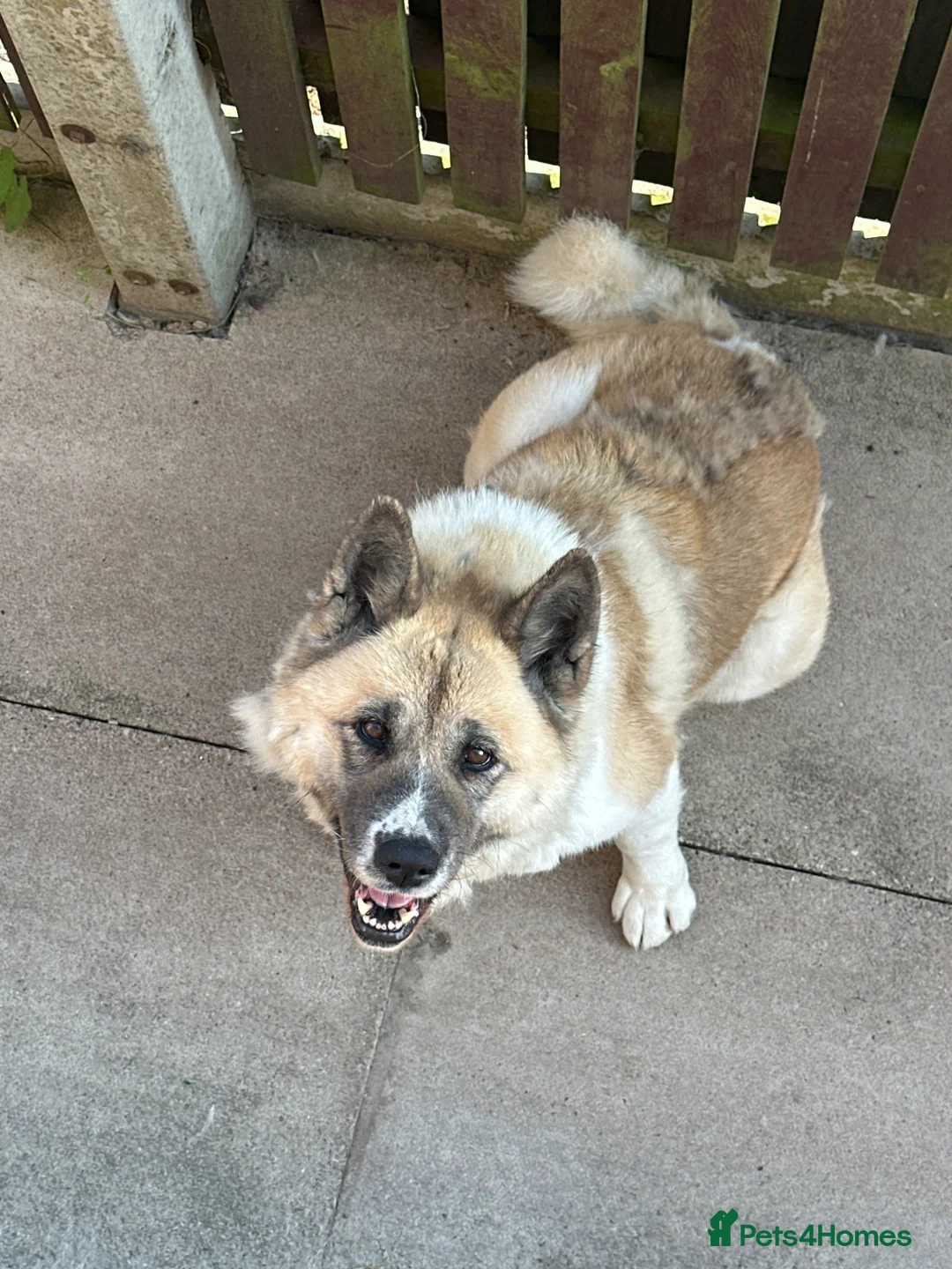 Akita dogs for sale: Female Akita  - Advert 1