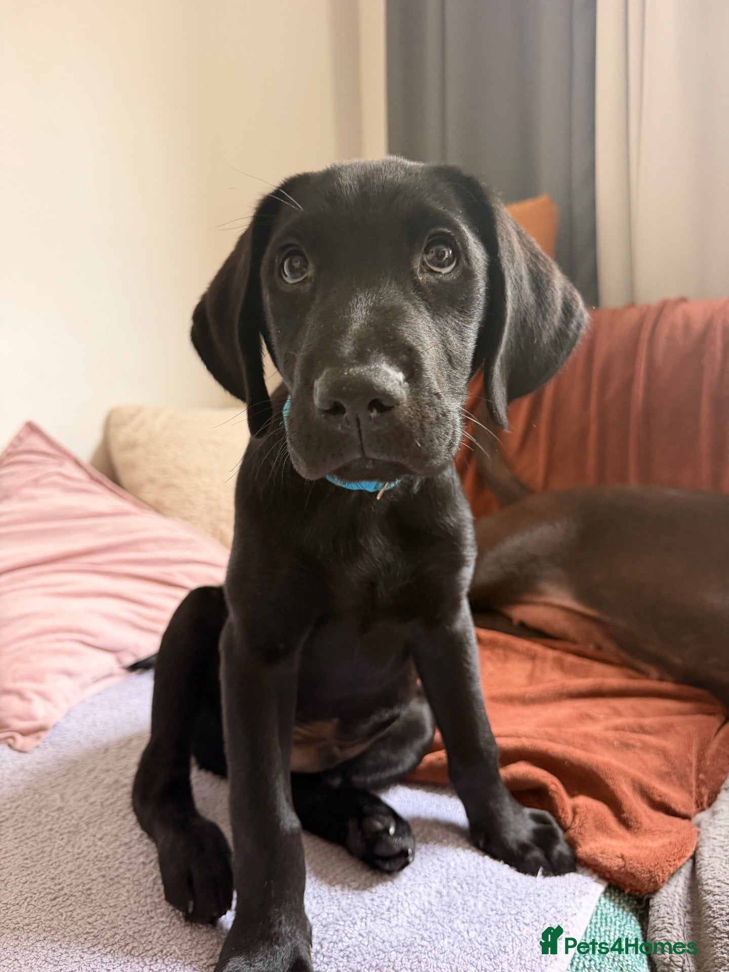 Labrador Retriever dogs Teddy 🖤 Gorgeous Black Labrador Boy – Ready Now - Advert 1