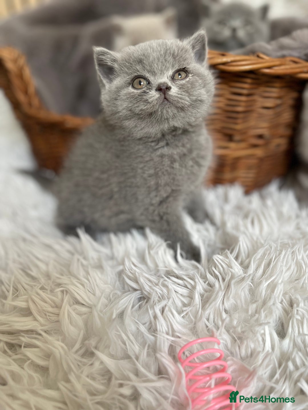 British Shorthair cats for sale: CHAMPION HERITAGE BABIES  - Image 9