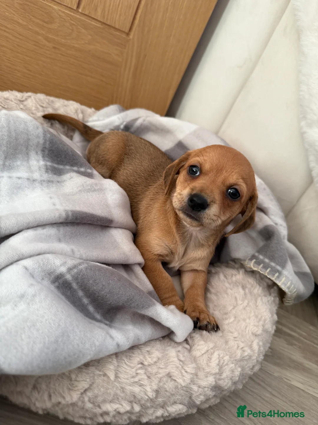 Chiweenie dogs for sale: Beautiful Chiweenie Pups For Sale - Advert 11