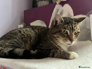 Mixed Breed cats Beautiful Granny looking for a home in Hook - Advert 3