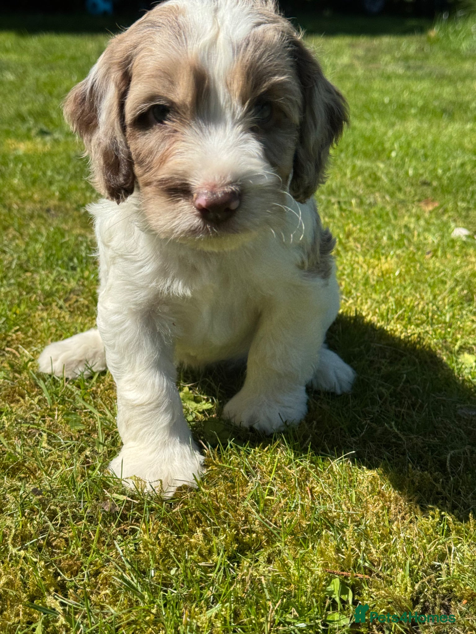 Cockapoo dogs BEAUTIUFL MIXED LITTER OF F1 COCKERPOOS - Advert 1