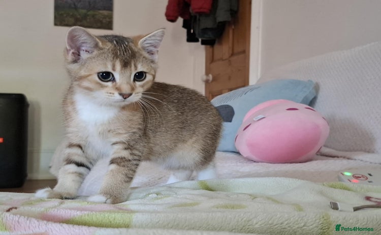 British Shorthair cats for sale - Advert 1