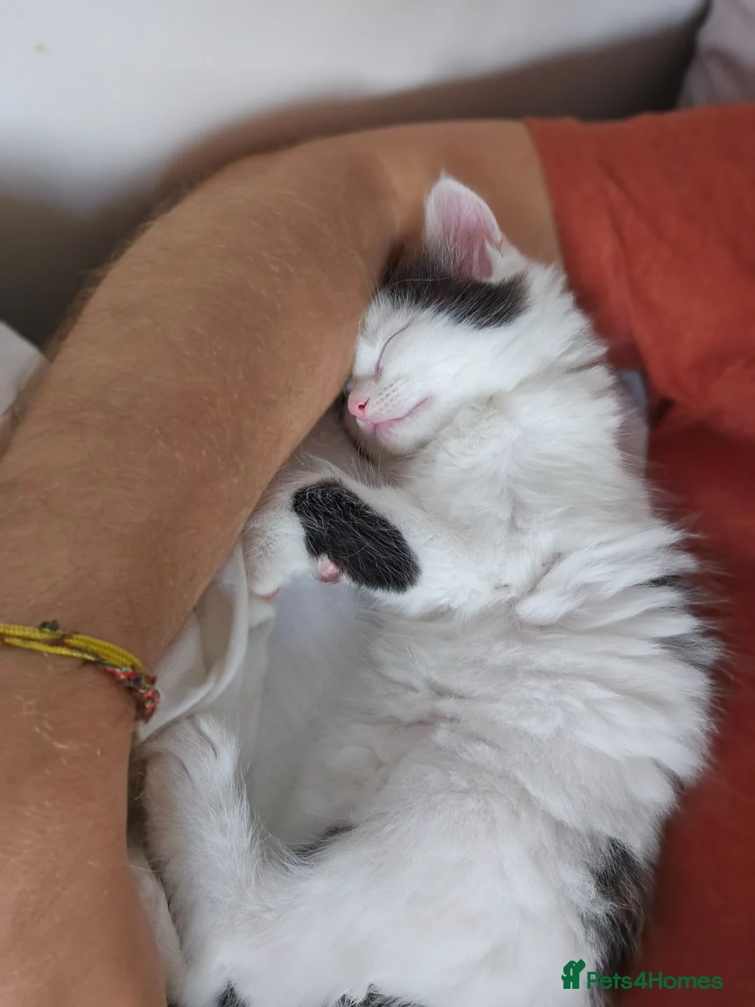 Mixed Breed cats for sale: 2 Gorgeous Fluffy Kittens (1 male 1 female) in Hook - Advert 15