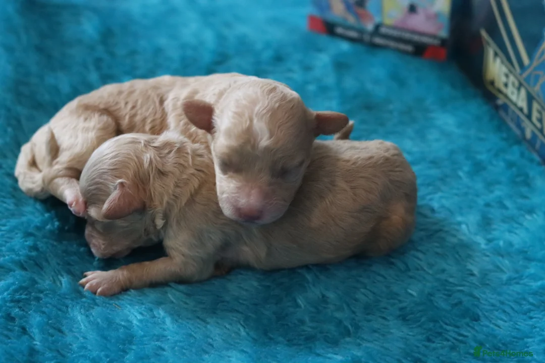 Maltipoo dogs for sale: 4 Maltipoo Puppies - 2 Apricot Girls & 2 Red Boys - Advert 22