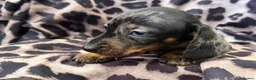 Miniature Dachshund dogs for sale: Miniature Dachsund puppies 3 boys 1 girl  - Advert 3