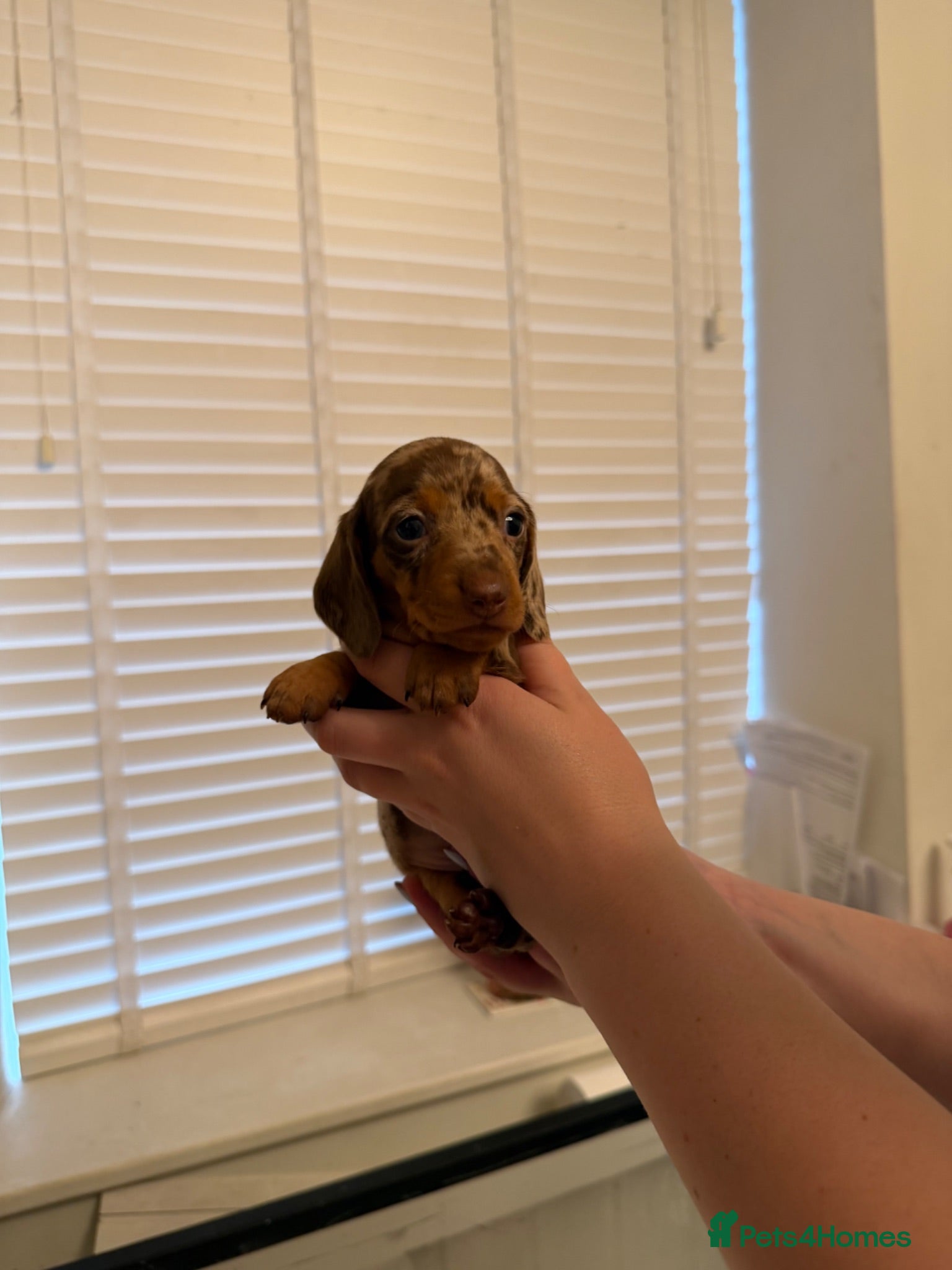 Miniature Dachshund dogs Beautiful litter of miniature dachshunds - Advert 1